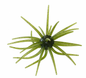 Head Hunter Spider Monkey 19MM Watermelon Seed