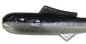 Big Bite Minnow Triple Tip 2.5" 10ct Pearl/Black