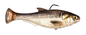 Z-MAN Shadtron LT6in. Slow Sink Gizzard Shad