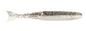 Z-MAN ChatterShad 4.5in. Electric Shad 4pk