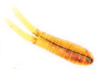 Betts Spin 1/8 Value Pack Split Tail Orange Craw Glitter